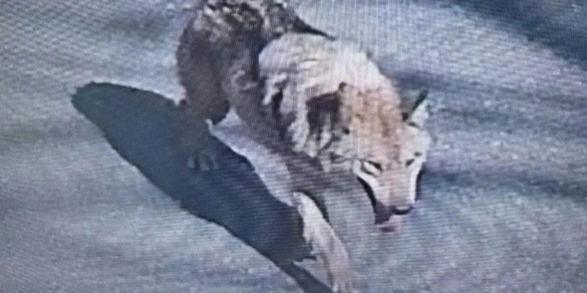 Lup fugar în Coreea de Sud: Mobilizare Generală cu drone și armată