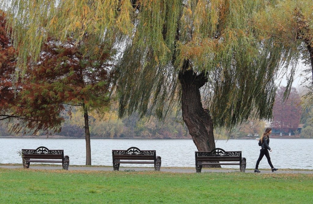 Grădina de ploaie, o premieră în București: Parcul Tineretului, model de sustenabilitate