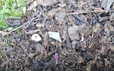 Primăria Sectorului 3 oferă compost gratuit din deșeuri organice