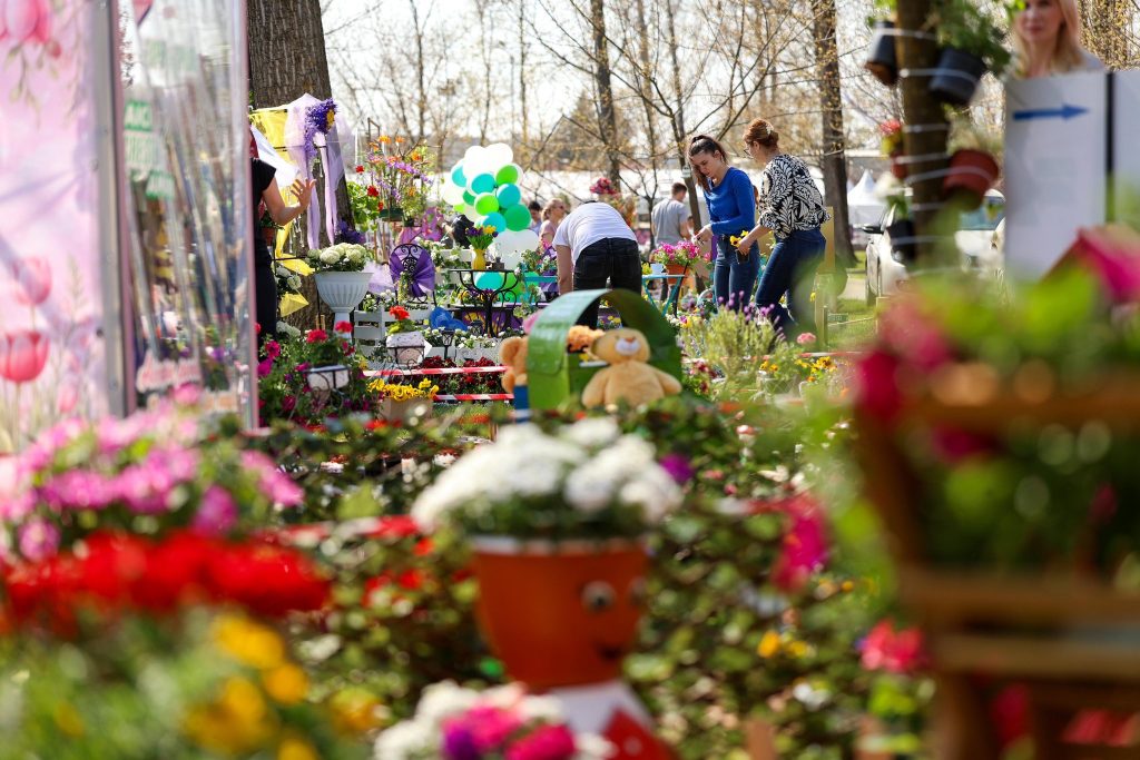 Simfonia Lalelelor, explozie florală la Pitești: Floriști din toată România