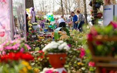 Simfonia Lalelelor, explozie florală la Pitești: Floriști din toată România