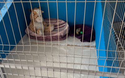 Centrul public de adopții pentru căței, deschis în Ilfov