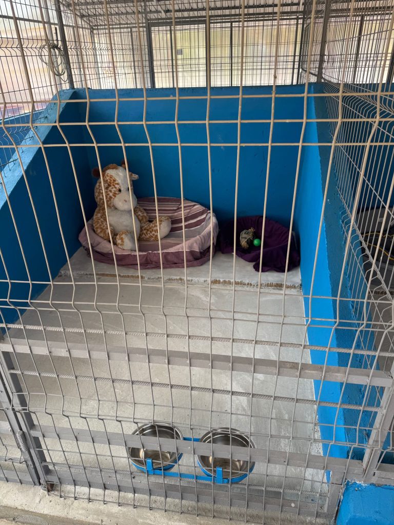 Centrul public de adopții pentru căței, deschis în Ilfov