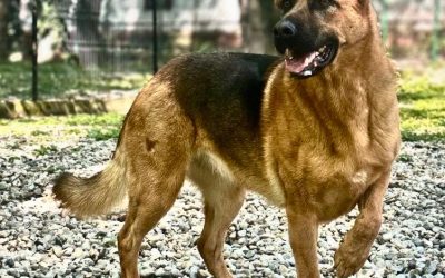 Cum își petrec românii duminica? Sondaj în București și în țară