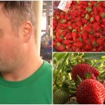 Cât costă deliciul: Primele căpșuni românești, un lux pentru unii