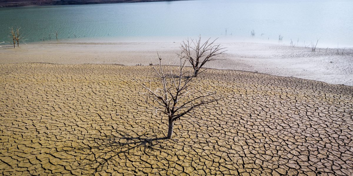 Smirna de lux, aurul African, în pericol: seceta ucide arborele!