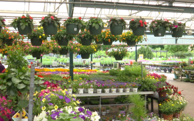 Grădinarii, alarmați: Gerul paște plantele de primăvară!