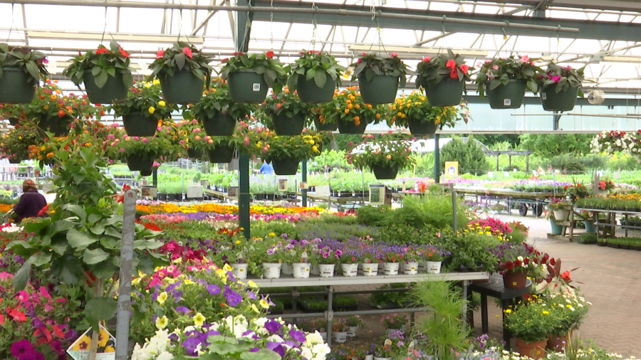 Grădinarii, alarmați: Gerul paște plantele de primăvară!