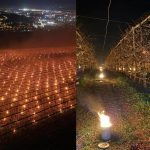 Am dat foc la 40.000 de euro! Mărturia unui pomicultor care a încercat să își salveze de la îngheț recolta de cireșe