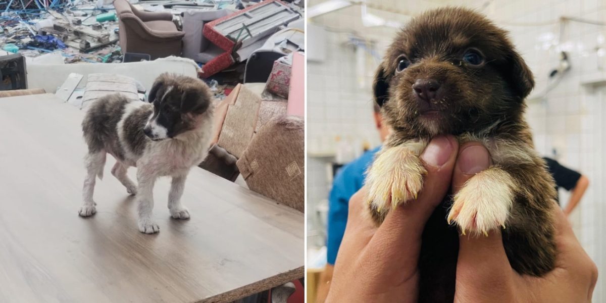 Avertisment ASPA: Peste 600 de câini abandonați pe străzile din București