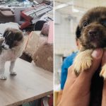 Avertisment ASPA: Peste 600 de câini abandonați pe străzile din București