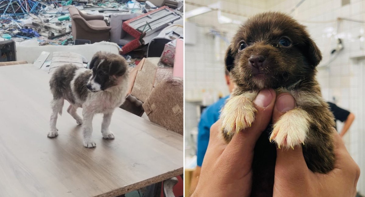 Autoritatea pentru Supravegherea și Protecția Animalelor (ASPA) București a preluat peste 600 de câini de pe domeniul public în primele trei luni ale acestui an, conform datelor recente