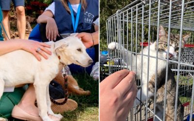 ASPA anunță: Târgul de adopții de căței și pisici va avea loc curând