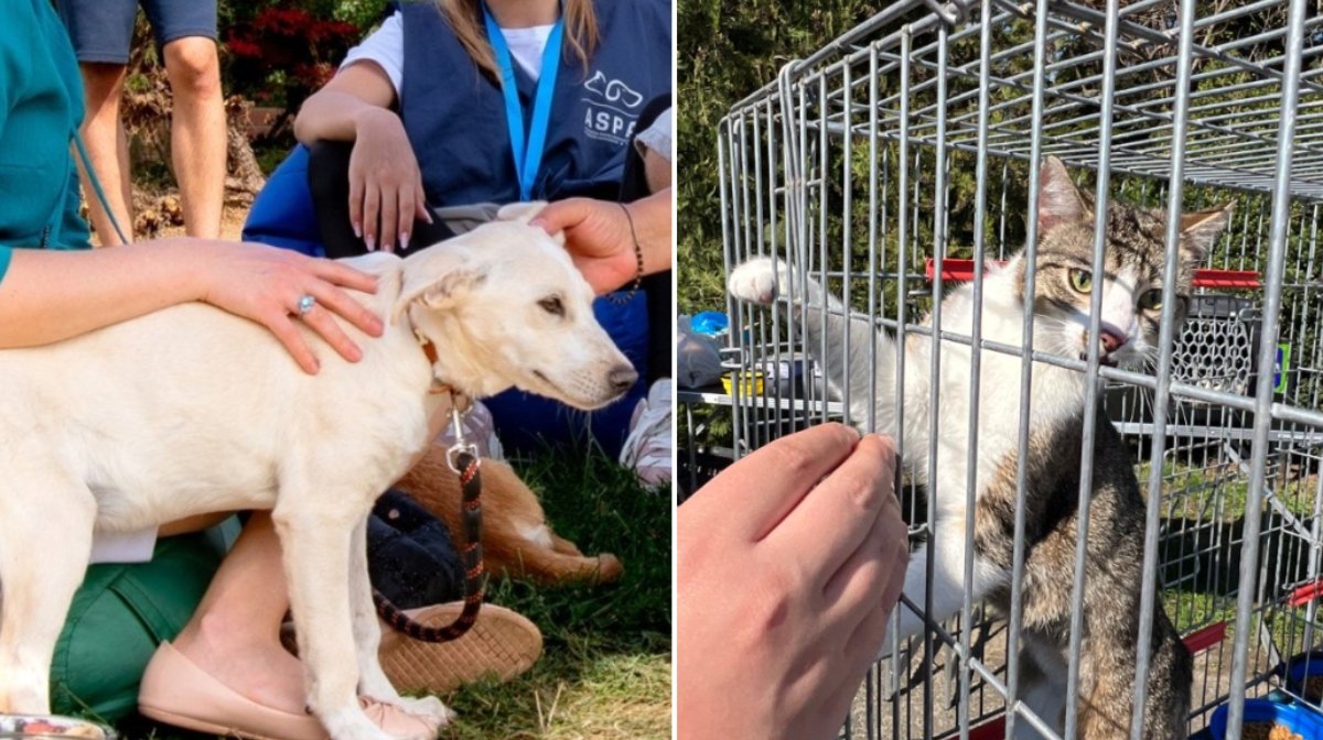 Autoritatea pentru Supravegherea și Protecția Animalelor (ASPA) București a anunțat data următorului târg de adopții de câini și pisici, programat pentru sfârșitul lunii aprilie