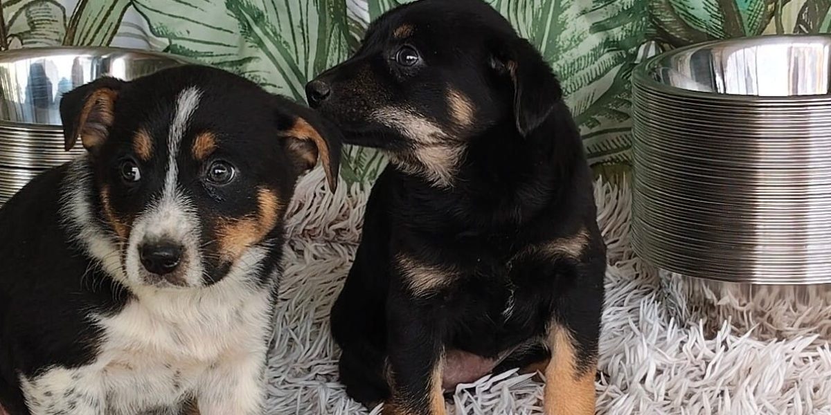 Adăposturile ASPA, închise de Paște. Când revin la programul normal în București?