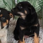 Adăposturile ASPA, închise de Paște. Când revin la programul normal în București?