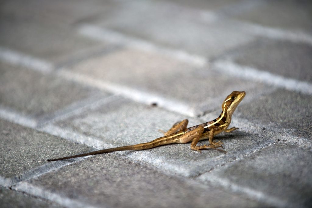 Animalele sălbatice, surprinse de viața în oraș: Cum se adaptează?