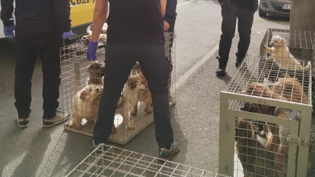 Zeci de câini, salvați din INFERNUL unui apartament din Sectorul 4, București