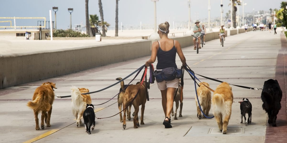 Cât timp pot țînă proprietarii câinii legați? Noile reguli