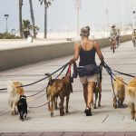 Cât timp pot țînă proprietarii câinii legați? Noile reguli