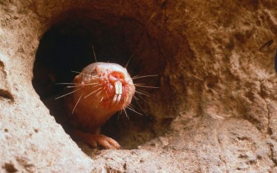 Cine simte cu dinții, de fapt? Test de cultură generală!