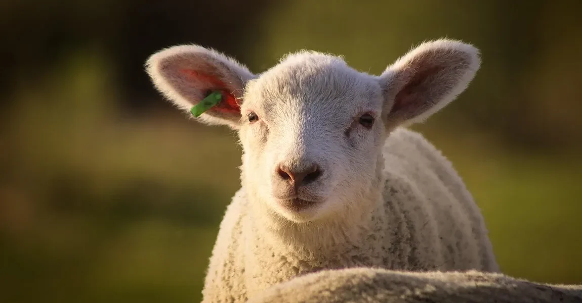 Cat-costa-in-Lidl-Kaufland-Auchan-Selgros-si-La-Cocos-mielul-in-2026.-Diferenta-apare-la-tipul-de-pr.webp - StiriAlese