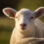 Cat-costa-in-Lidl-Kaufland-Auchan-Selgros-si-La-Cocos-mielul-in-2026.-Diferenta-apare-la-tipul-de-pr.webp - StiriAlese