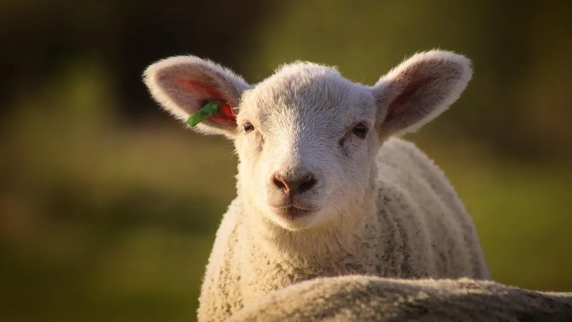 Prețurile la carnea de miel diferă semnificativ în marile lanțuri de supermarketuri din România, influențate de tipul de produs și de strategia de marketare a fiecărui retailer