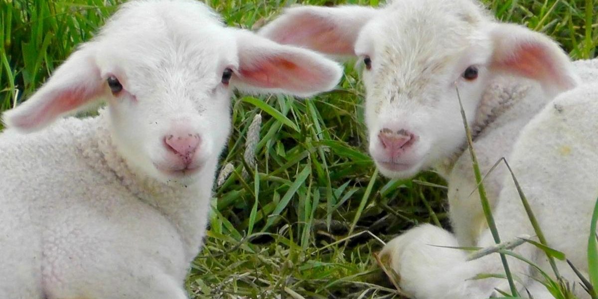 Ce-poti-pune-pe-masa-de-Paste-daca-nu-iti-permiti-mielul.jpg - StiriAlese