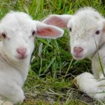 Ce-poti-pune-pe-masa-de-Paste-daca-nu-iti-permiti-mielul.jpg - StiriAlese