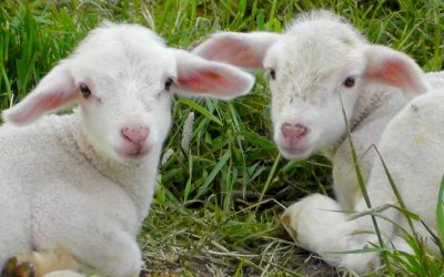 Ce-poti-pune-pe-masa-de-Paste-daca-nu-iti-permiti-mielul.jpg - StiriAlese