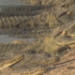 India: Șerpi și crocodili împotriva imigranților din Bangladesh