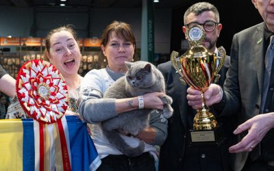 Ursoaica de Bucovina, cea mai frumoasă pisică din Europa, vine din România!