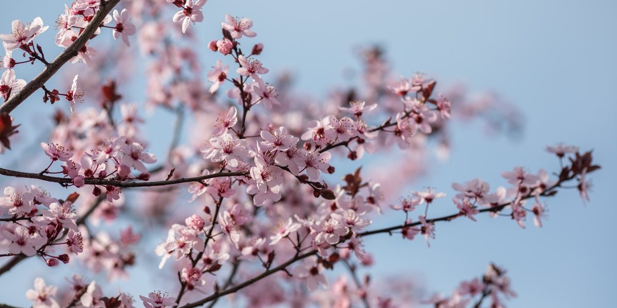 FB1A7256.jpg - StiriAlese