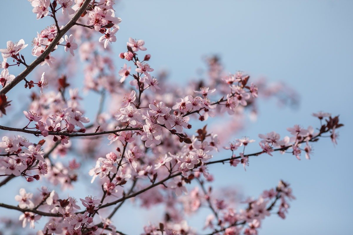 Parcurile din București în plină floare, în ziua de Duminica Floriilor Duminica Floriilor, zi sfântă în calendarul creștin ortodox, a fost marcată și în acest an prin frumusețea naturii ce îmbracă Capitala