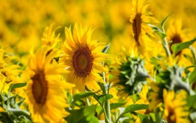 România, lider european la floarea-soarelui: Depășește Franța! Recoltă-record în 2026