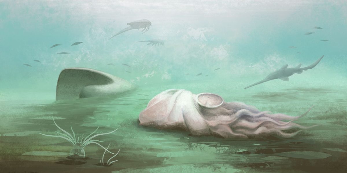 Fosila „cele mai bătrâne caracatițe” e o farsă: Scanările dau verdictul!