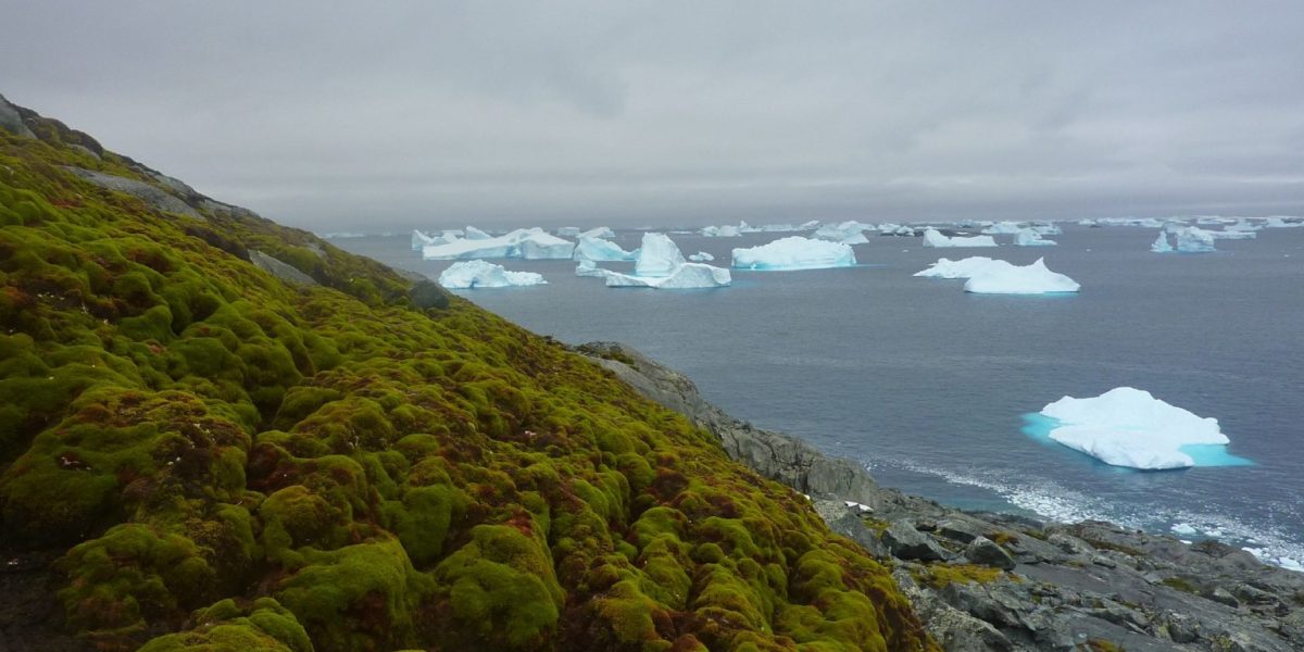 Green-Island.-Credit-Matt-Amesbury-x-1536x826-2.jpg - StiriAlese