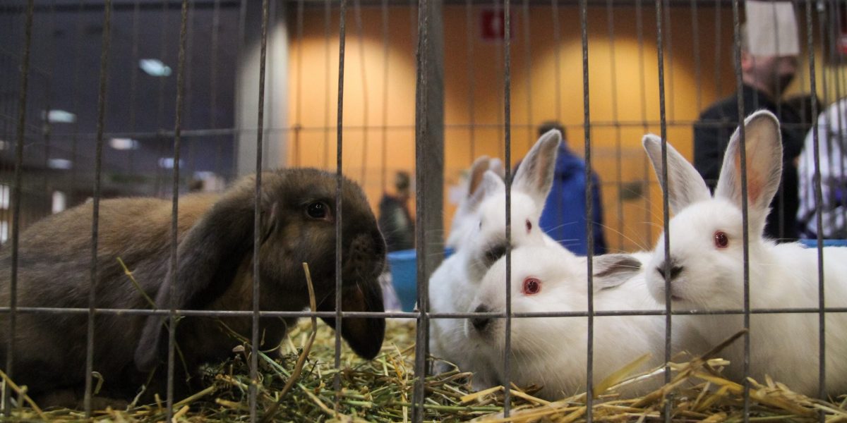 Iepurașii abandonați după Paște: Specialiștii avertizează, nu sunt cadouri!