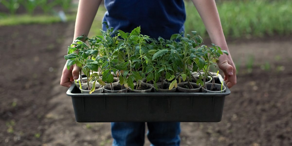 Răsadurile de roȘii, cele mai căutate zilele acestea printre legumicultori
