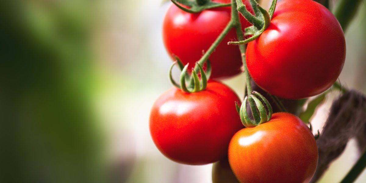 Jmhhc2g9N2FlZGNmZmE0MGQzMmMyNWY4NWQ0NDljMjEyZmViMmE.thumb_.jpg - StiriAlese