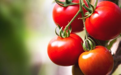 Jmhhc2g9N2FlZGNmZmE0MGQzMmMyNWY4NWQ0NDljMjEyZmViMmE.thumb_.jpg - StiriAlese