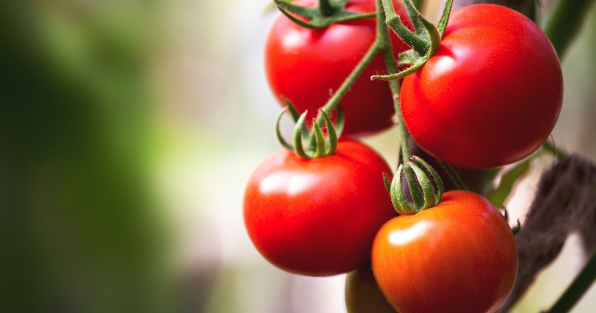 Producătorii de tomate din județul Olt au început deja să recolteze roșiile în această primăvară, iar prețurile de vânzare en gros au atins praguri de 40-42 de lei pe kilogram, o valoare considerabil mai ridicată față de anii precedenți