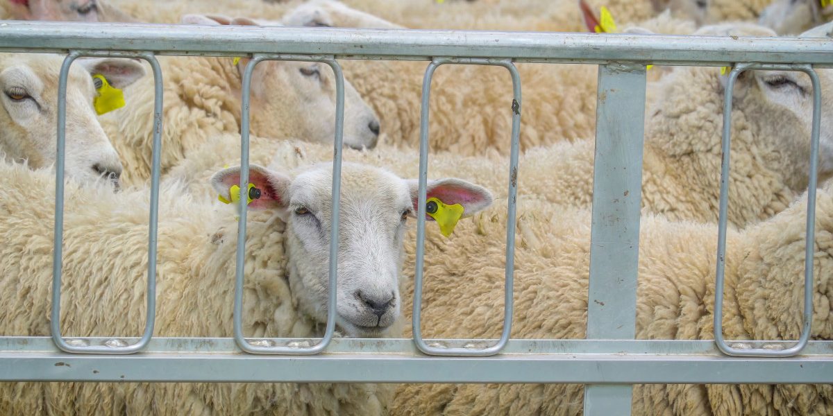 Jmhhc2g9ZDJkMGM3NDY0MThlMzJlNGYzZjhkOTE2ZTY5YmM1NDE.thumb_.jpg - StiriAlese