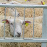 Jmhhc2g9ZDJkMGM3NDY0MThlMzJlNGYzZjhkOTE2ZTY5YmM1NDE.thumb_.jpg - StiriAlese