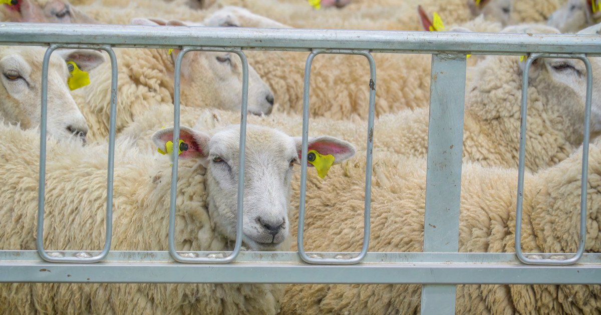 Efectele conflictului din Orientul Mijlociu asupra exporturilor de ovine din România încep să se resimtă după perioada Paștelui, anunță Direcția Sanitară Veterinară și pentru Siguranța Alimentelor (DSVSA) Buzău