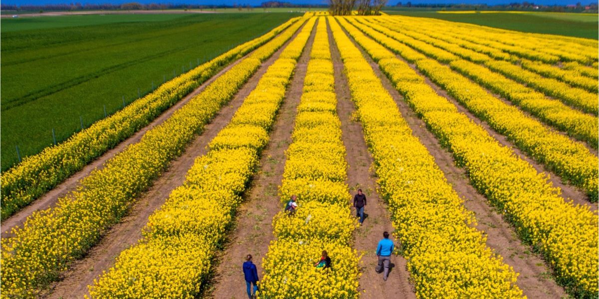 Tensiunile SUA-Iran: Piețele agricole, în alertă. Expertul Cezar Gheorghe: România e safe