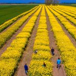 Tensiunile SUA-Iran: Piețele agricole, în alertă. Expertul Cezar Gheorghe: România e safe