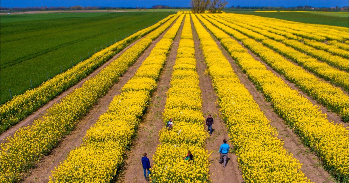 Tensiunile SUA-Iran: Piețele agricole, în alertă. Expertul Cezar Gheorghe: România e safe