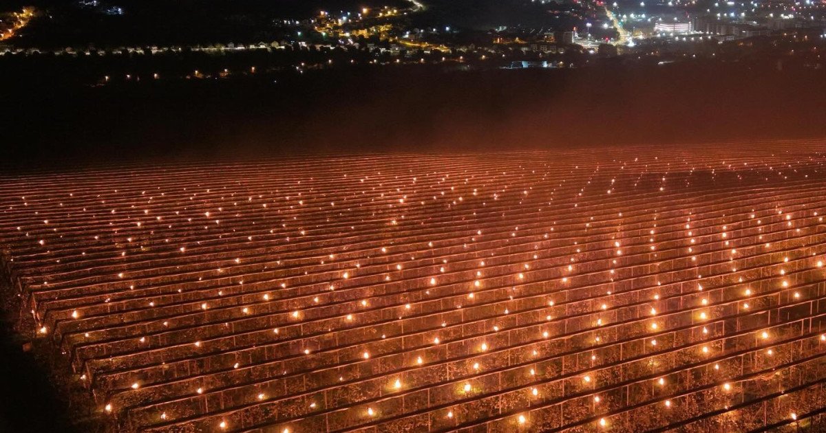 Pomii fructiferi: Dezastrul înghețului aduce facturi uriașe, „40.000 de euro pe foc”